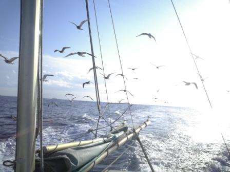 ヒッチコックの鳥