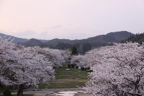 090415桜４
