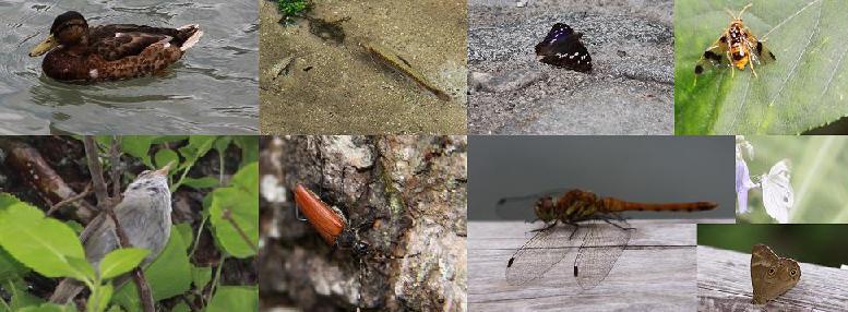 上高地の生き物