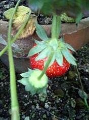 いちご１個・・・