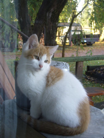 茶＆白のネコちゃん