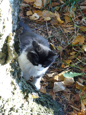 黒＆白のネコちゃん