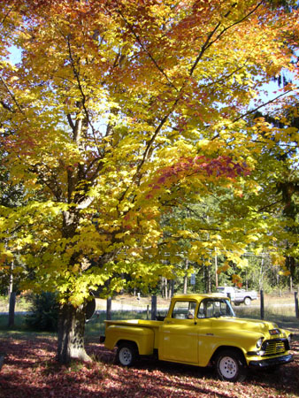 メイプルトリー