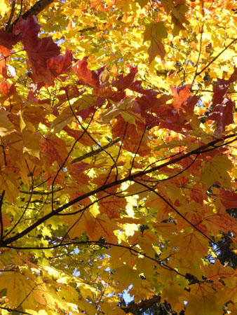 グラデーションが素敵