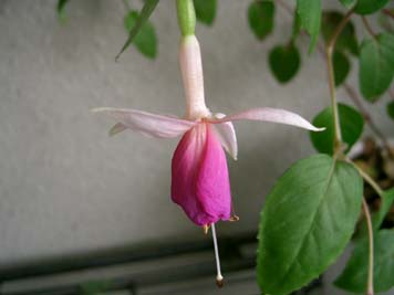 プッツフォーリー