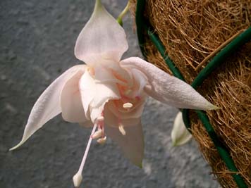 ピンクマシュマロ