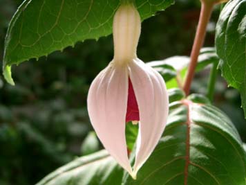 ケグワースカーニバル