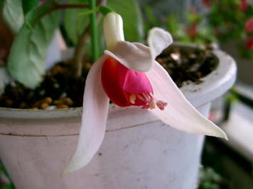 ケグワースカーニバル