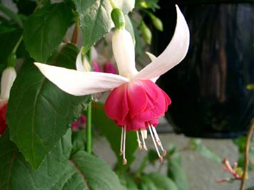 ケグワースカーニバル