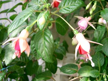 ニシーズファイドリング