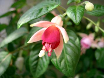 ニシーズファインドリング