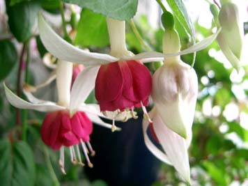 ケグワースカーニバル