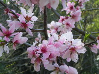 417桜3