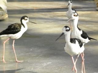 掛川花鳥園10.JPG