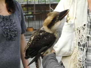 掛川花鳥園13.JPG