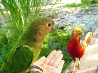 掛川花鳥園14.JPG