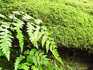 シダや苔がきれい.JPG