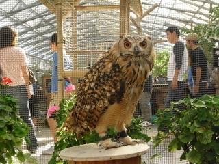 掛川花鳥園03.JPG