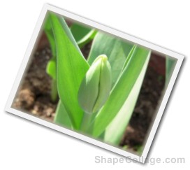 チューリップ　つぼみ