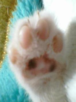 ちとまだら