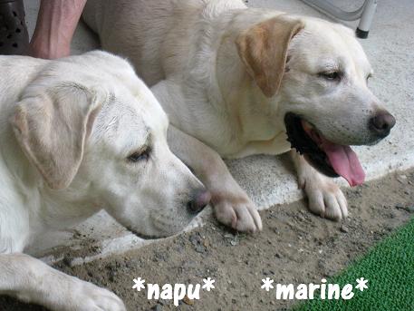 20080816marinenapu