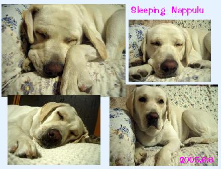 6/8爆睡なっぷる