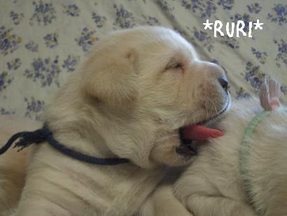 ruri