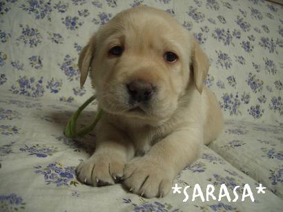 0116サラサちゃん