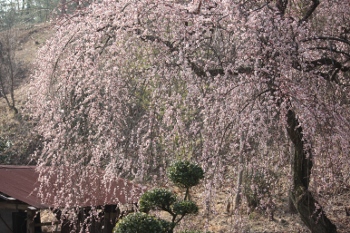 しだれ梅