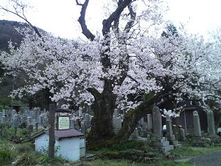 清水の桜