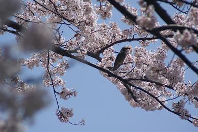 桜と鳥