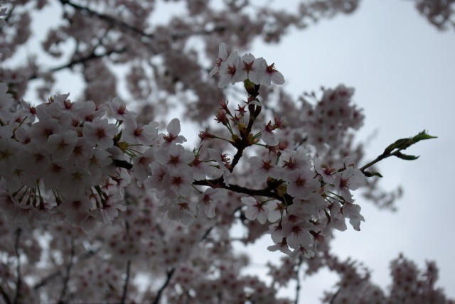 たわわな桜（雨）