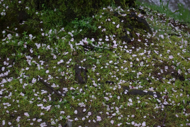 根に花びら（雨）