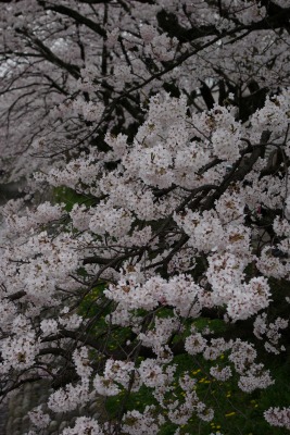 たわわな桜２