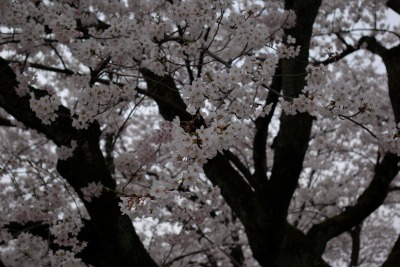 桜枝