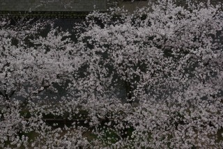 松川べり桜