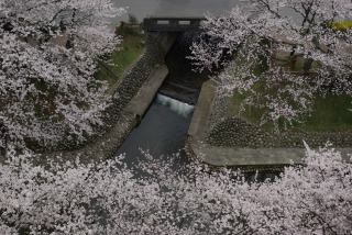 松川べり桜３