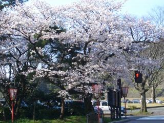 金沢広坂通りの桜