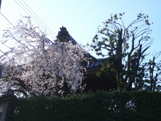 金沢寺町の桜