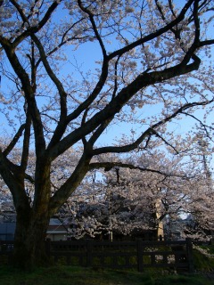 とやま松川べりの桜