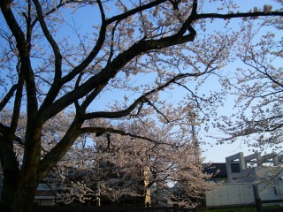 とやま松川べりの桜２