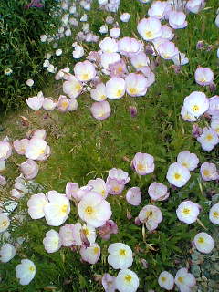 お花畑は自由な草花の群集