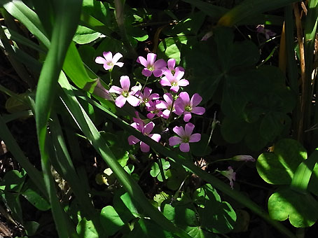 花カタバミ