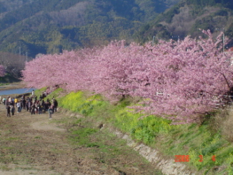 河津桜川岸０３０４