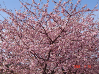 web河津桜Ｅ０２２９０８.jpg