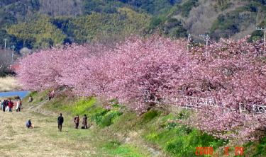 web河津桜Ｆ０２２９０８.jpg