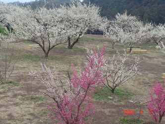 箕郷梅公園