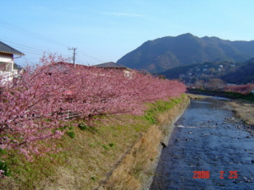 河津桜川岸Ｂ0225