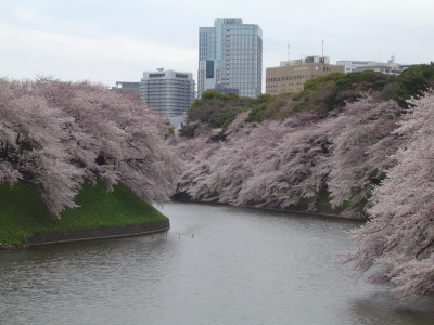 web千鳥が淵Ｉ２０１１０４０８.jpg