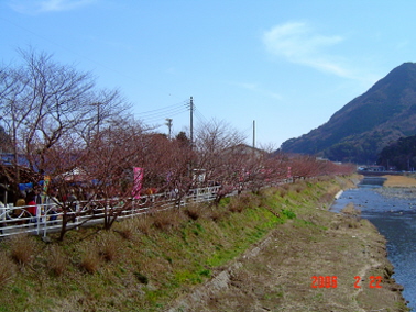 河津桜B060222